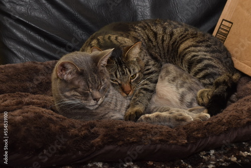 Cuddle kittys