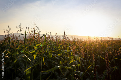 corn field at sunset in Oregon's Willamette Valley