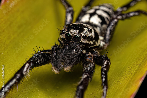 Jumping Spider Animal photo