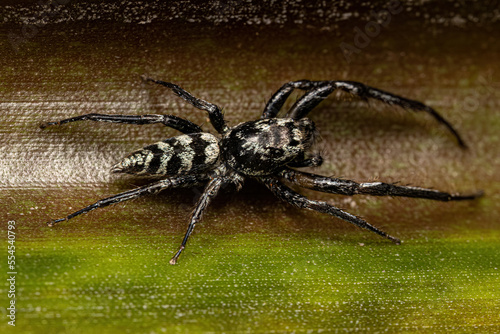 Jumping Spider Animal photo