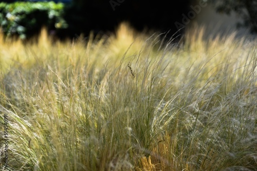 natural background of tall leggy wispy grasses
