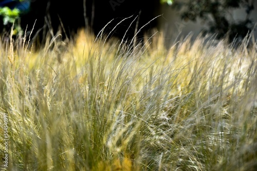 natural background of  tall leggy wispy grasses