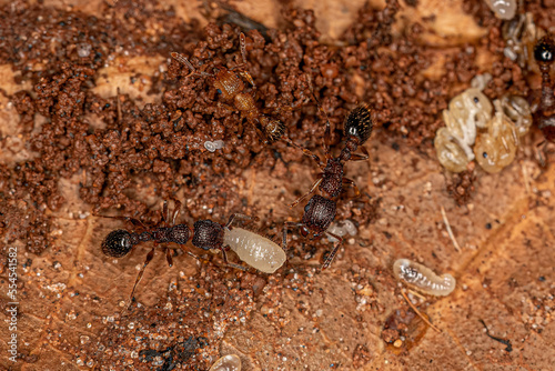 Adult Bicolored Pennant Ants with larvas photo