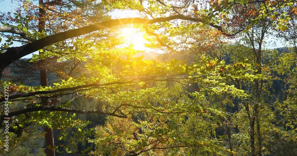 Beautiful sunset and autumn yellow trees sways in the wind. Cinema 4K 60fps video
