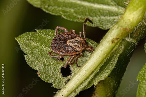 Принти на полотні Female Adult Cayenne Tick