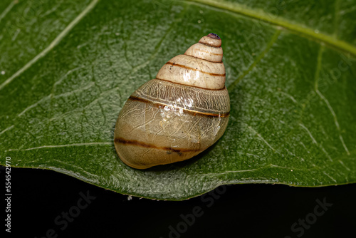 White Helicinan Snail photo