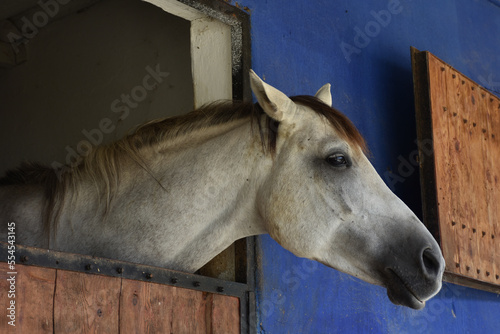 close-up portrait of a white, gray chestnut horse standing at the horse farm looking out the window in its stable