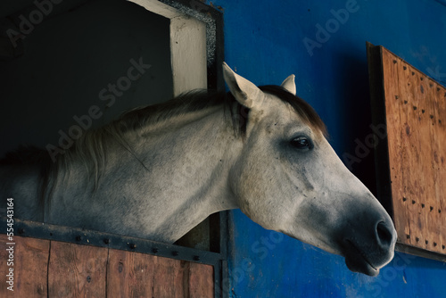 close-up portrait of a white, gray chestnut horse standing at the horse farm looking out the window in its stable