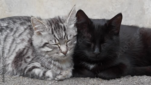 Funny kittens sleep cuddled up to each other photo