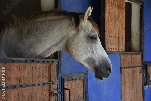 close-up portrait of a white, gray chestnut horse standing at the horse farm looking out the window in its stable © Arda ALTAY
