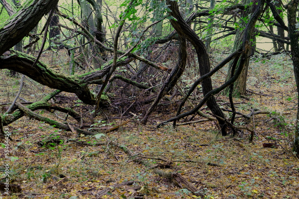 Fallen trees covered in moss Fallen trees covered in moss
