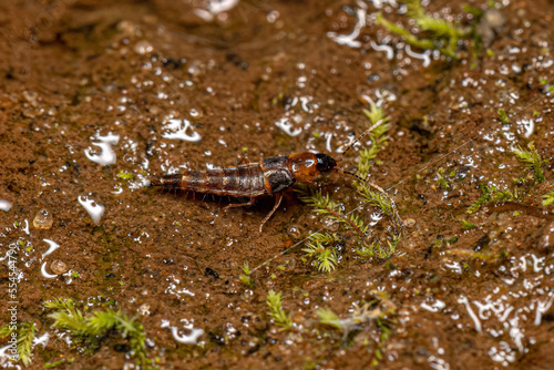 Small Rove Beetle photo