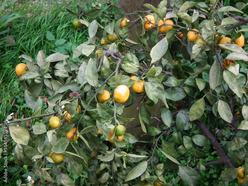 natural tangerine tree fruit photo