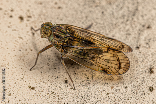 Adult Small Planthopper Insect photo