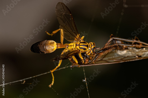 Adult Gregarious Paper Wasp photo