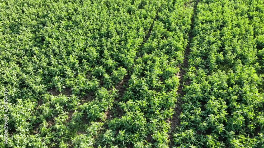 A field of green rapeseed. Video from a drone.