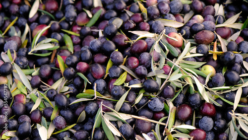 close-up olives with leaves, olive harvest, olives on the ground