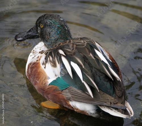 Colorful northen shoveler duck photo