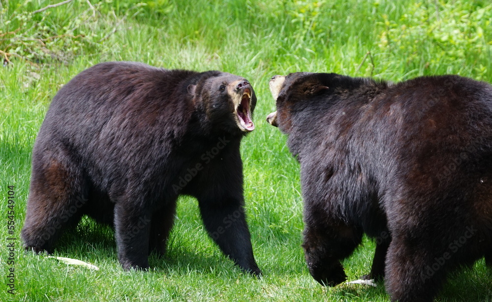 Angry bears face to face ready to fight