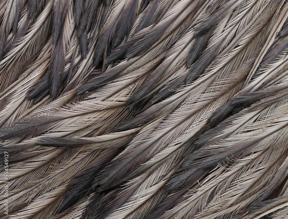 C;ose up texture of feathers from a greater rhea Stock Photo | Adobe Stock