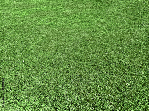 Closeup view of green lawn