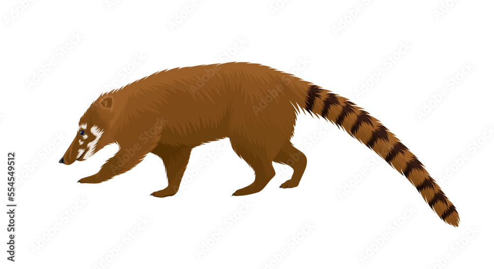 Fotografie Coatis, also known as coatimundis - vector illustration