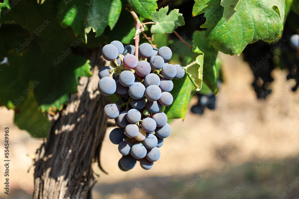 Bunch of ripe grape in vineyard, closeup