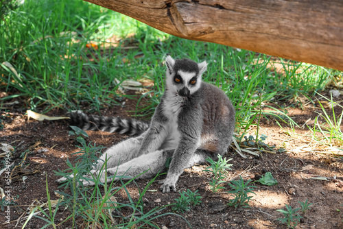 Ring-tailed lemur in zoological garden © Pixel-Shot