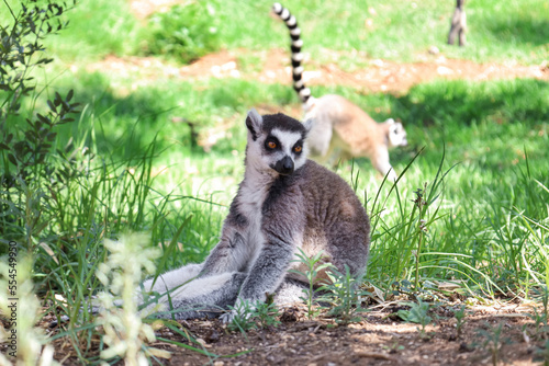 Ring-tailed lemur in zoolog...