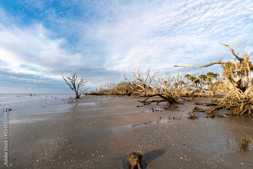 Driftwood Beach at Botany Bay on Edisto Island in South Carolina photo