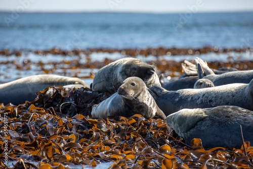 Fotografie Grey seals Halichoerus grypus basking in the sun on the rocks