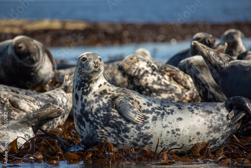 Grey seals Halichoerus grypus basking in the sun on the rocks photo