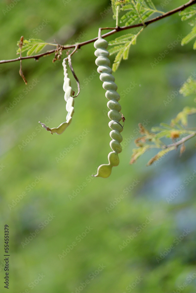 Gum Arabic Pods Hanging on the Tree.