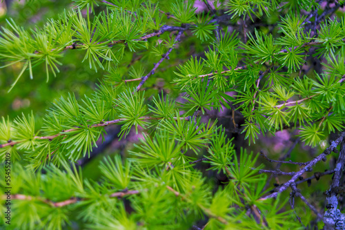 Young green branch of larch Close up. spring growing season. fresh fluffy larch.