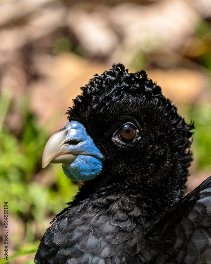 Fototapeta premium Blue-billed curassow (Crax alberti) in Colombia, rare and endemic bird.