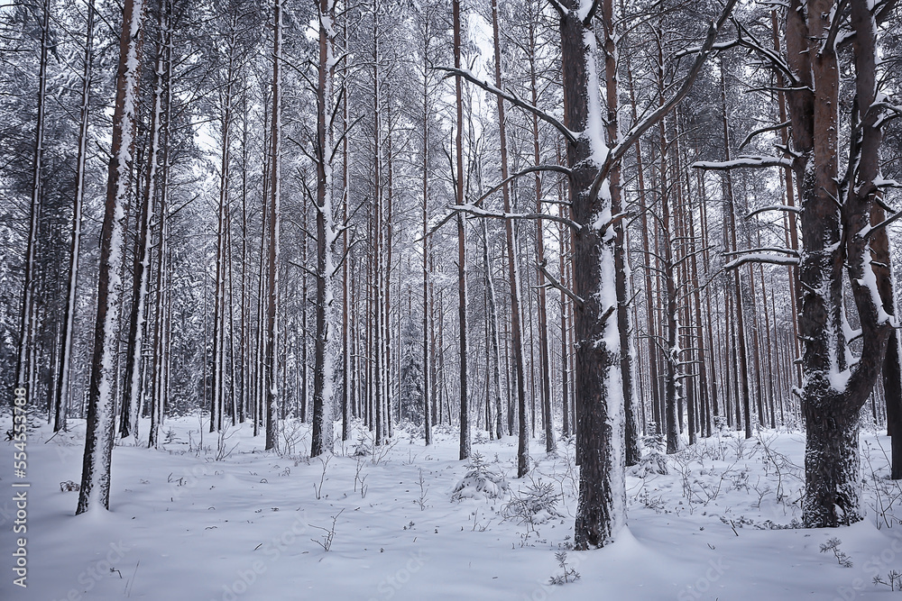 coniferous forest covered with hoarfrost background, winter landscape snow trees coniferous forest covered with hoarfrost background, winter landscape snow trees