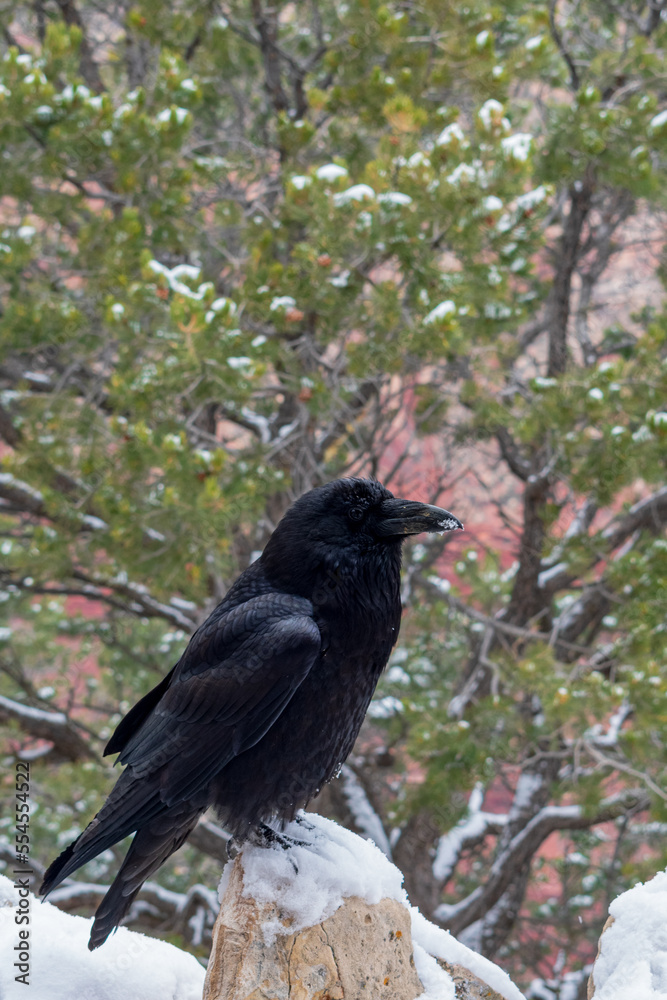 Obraz premium Raven in Winter, Grand Canyon National Park