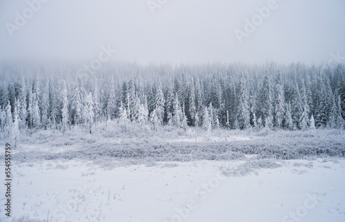 Snow covered trees © Sue.B Photographie