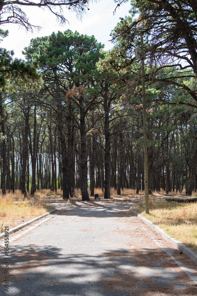 Footpath surrounded by trees in an urban park.