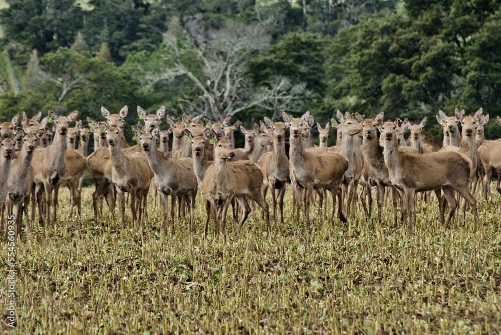 Obraz premium herd of deer