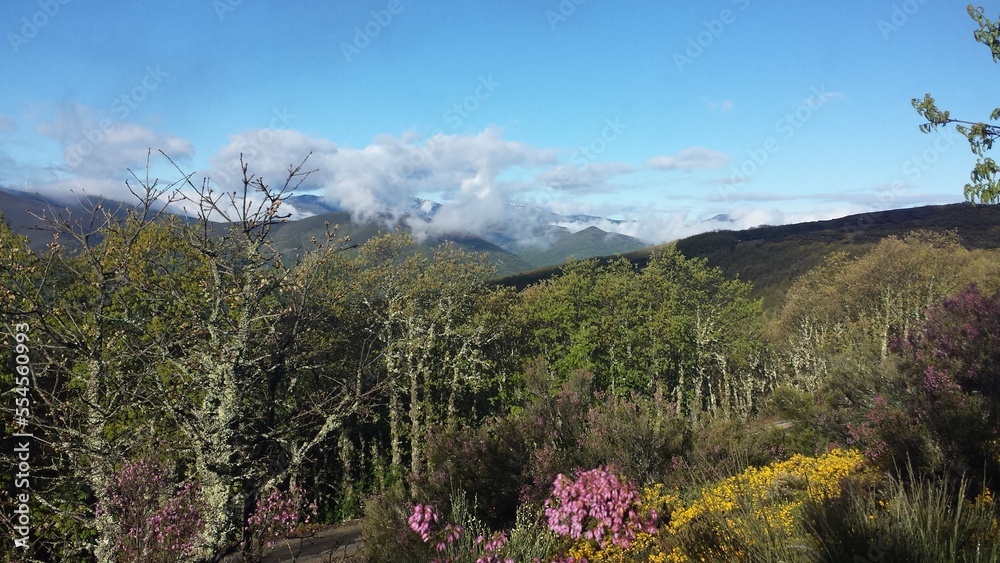 Fototapeta premium landscape with flowers