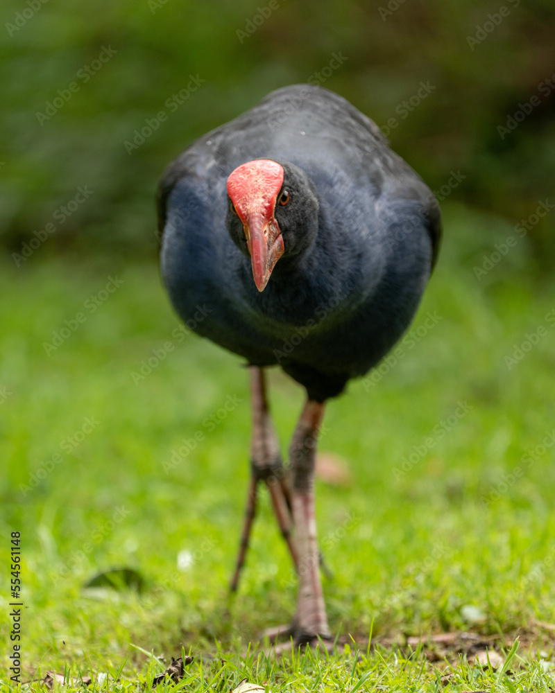 Pukeko swamp hen bird in New Zealand