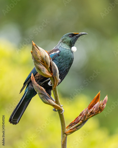 Obraz na płótnie Tui bird on a flax bush in New Zealand w salonie