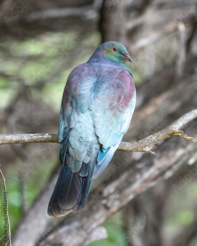 A New Zealand wood pigeon also known as a Kereru in a tree photo