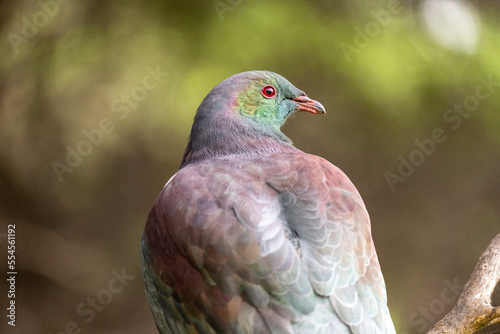 Closeup of a A New Zealand wood pigeon also known as a Kereru 