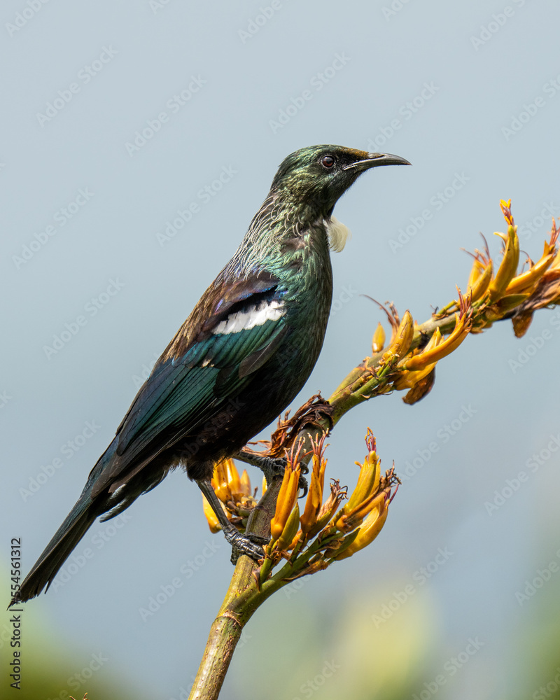Naklejka premium Tui bird on a flax bush in New Zealand 