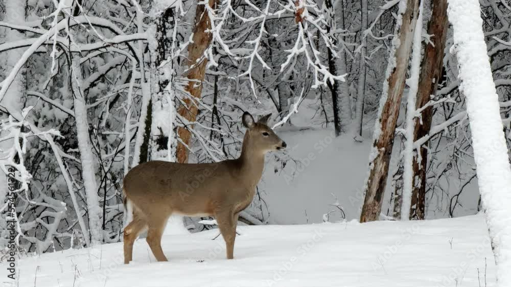 Beautiful white tailed deer doe in the forest after new snowfall in Minnesota winter. Beautiful white tailed deer doe in the forest after new snowfall in Minnesota winter.