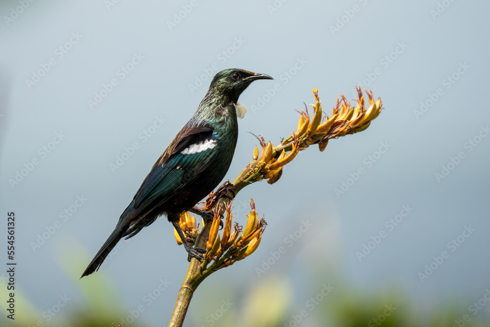 Tui bird on a flax bush in New Zealand