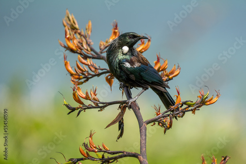 Obraz na płótnie A Tui bird in New Zealand on a flowering flax bush w salonie