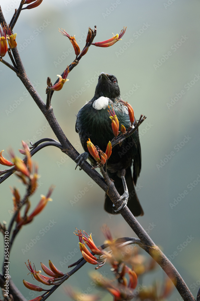 New Zealand tui bird on a flax branch